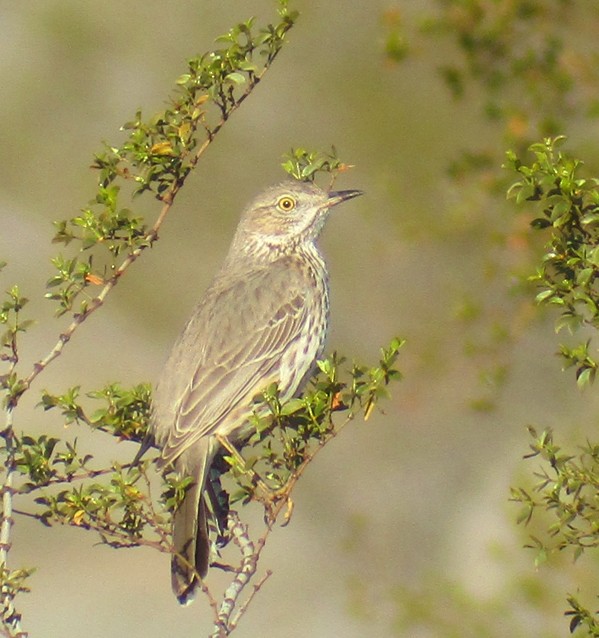 Sage Thrasher - ML141398051