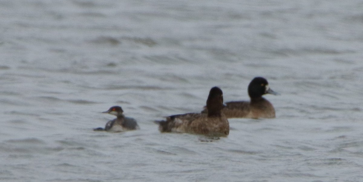 Eared Grebe - ML141399511