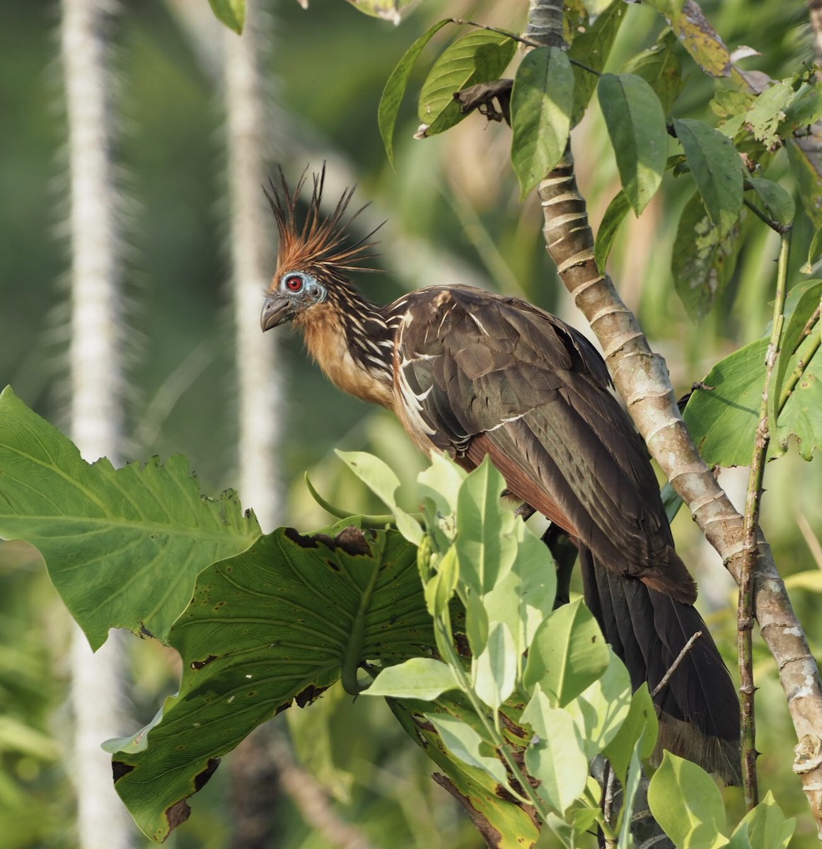 Hoatzin - ML141400161