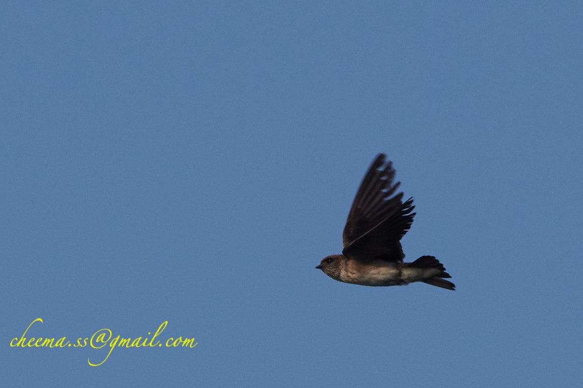 Streak-throated Swallow - S S Cheema