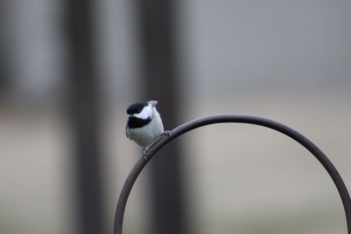 Carolina Chickadee - ML141402101