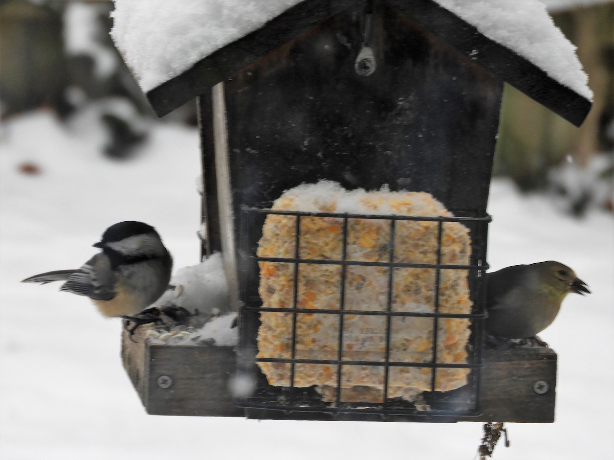 Black-capped Chickadee - ML141405151