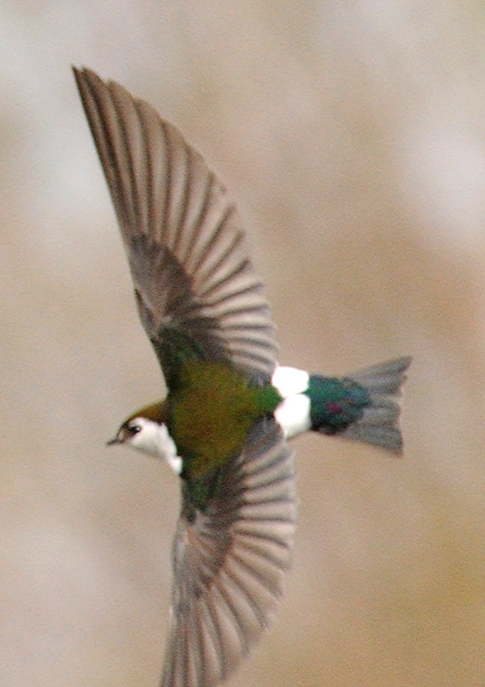 Hirondelle à face blanche - ML141405991