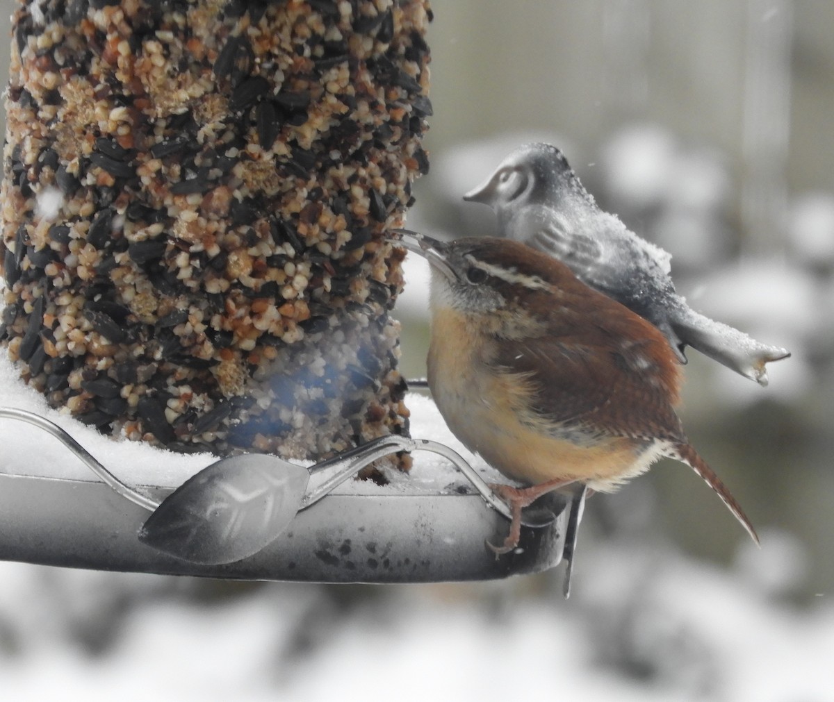 Carolina Wren - ML141406051