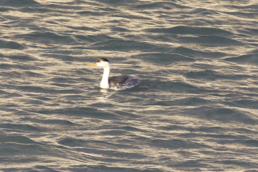 Clark's Grebe - ML141406971