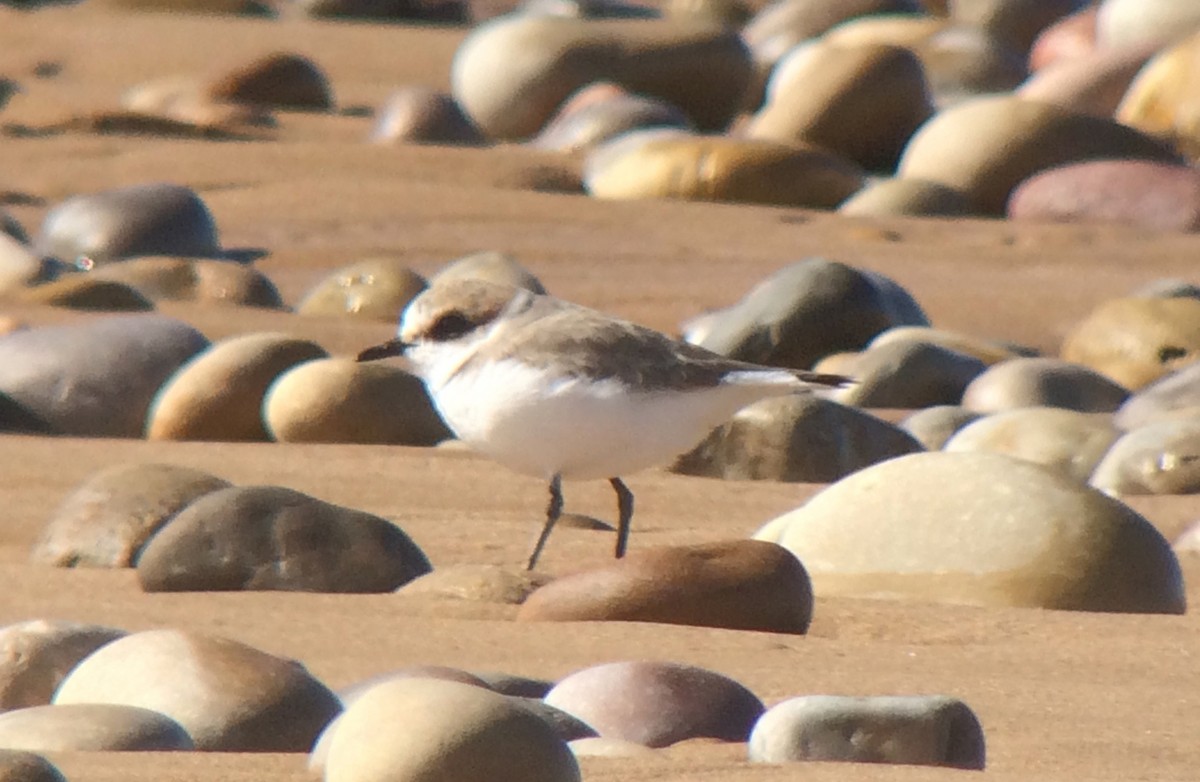 Kentish Plover - ML141407011