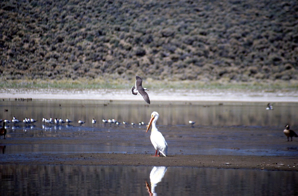 Heermann's Gull - ML141408591