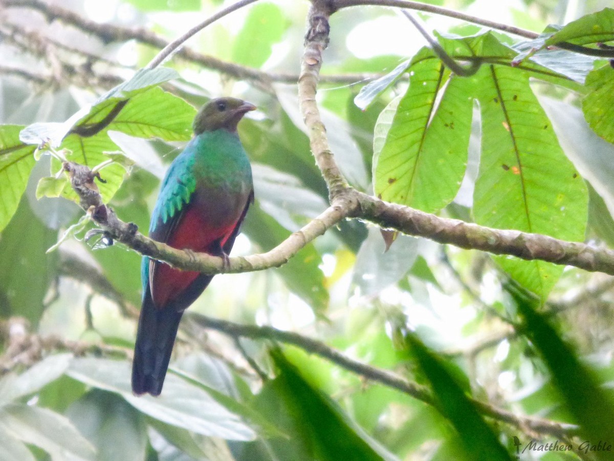 Golden-headed Quetzal - ML141409131