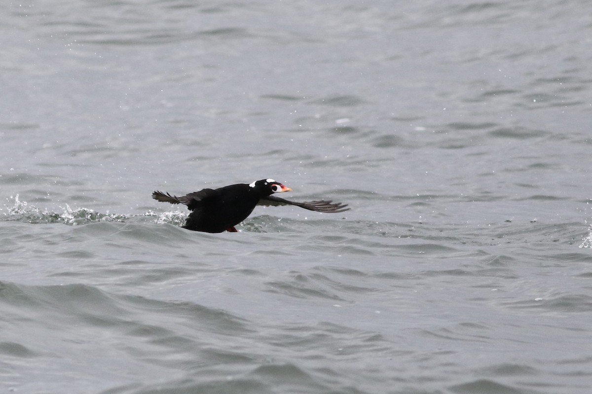 Surf Scoter - Anonymous