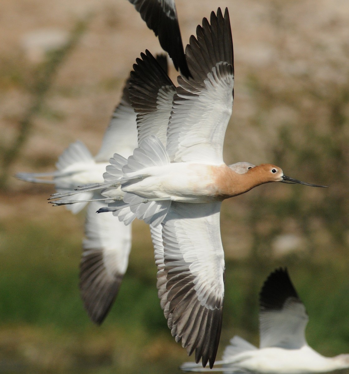 Avocette d'Amérique - ML141410901