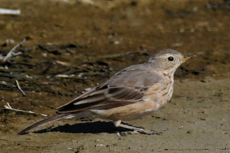 American Pipit - ML141411081