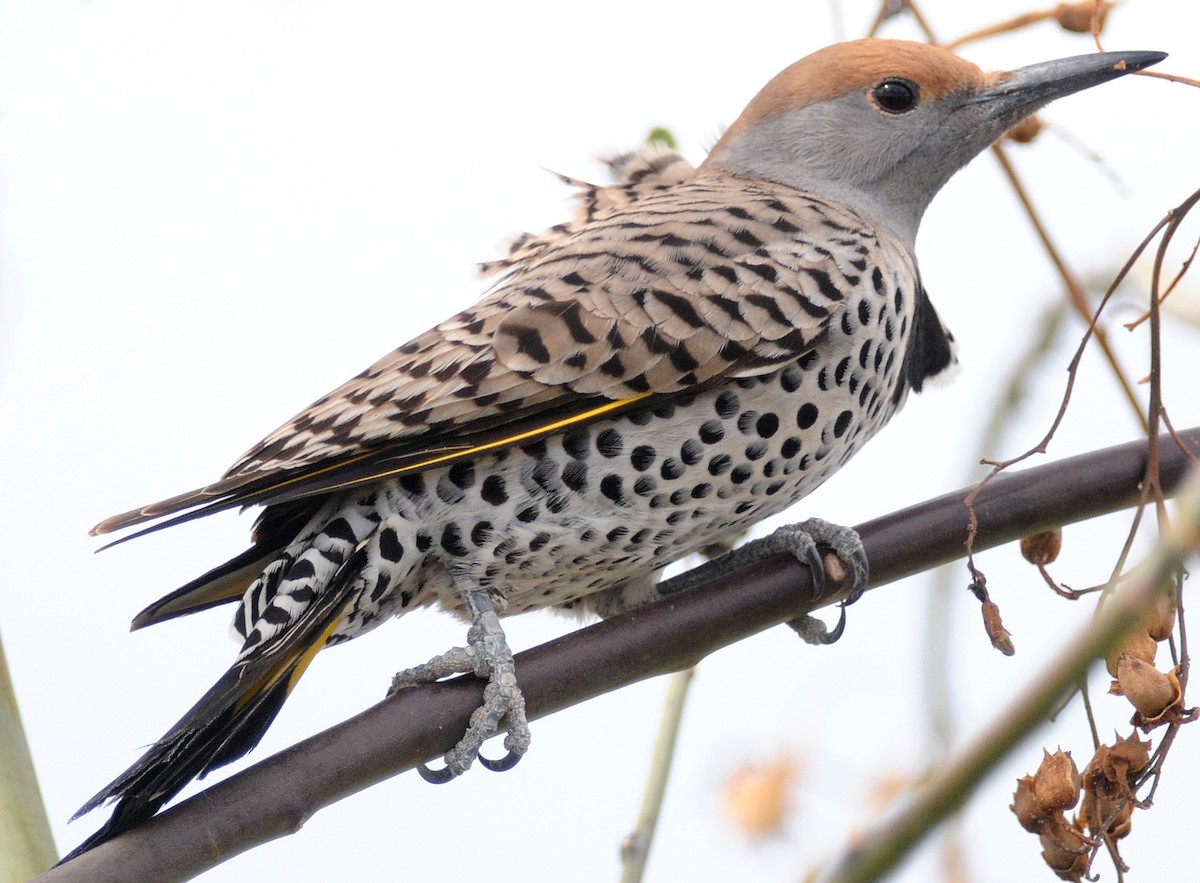 Gilded Flicker - ML141411831