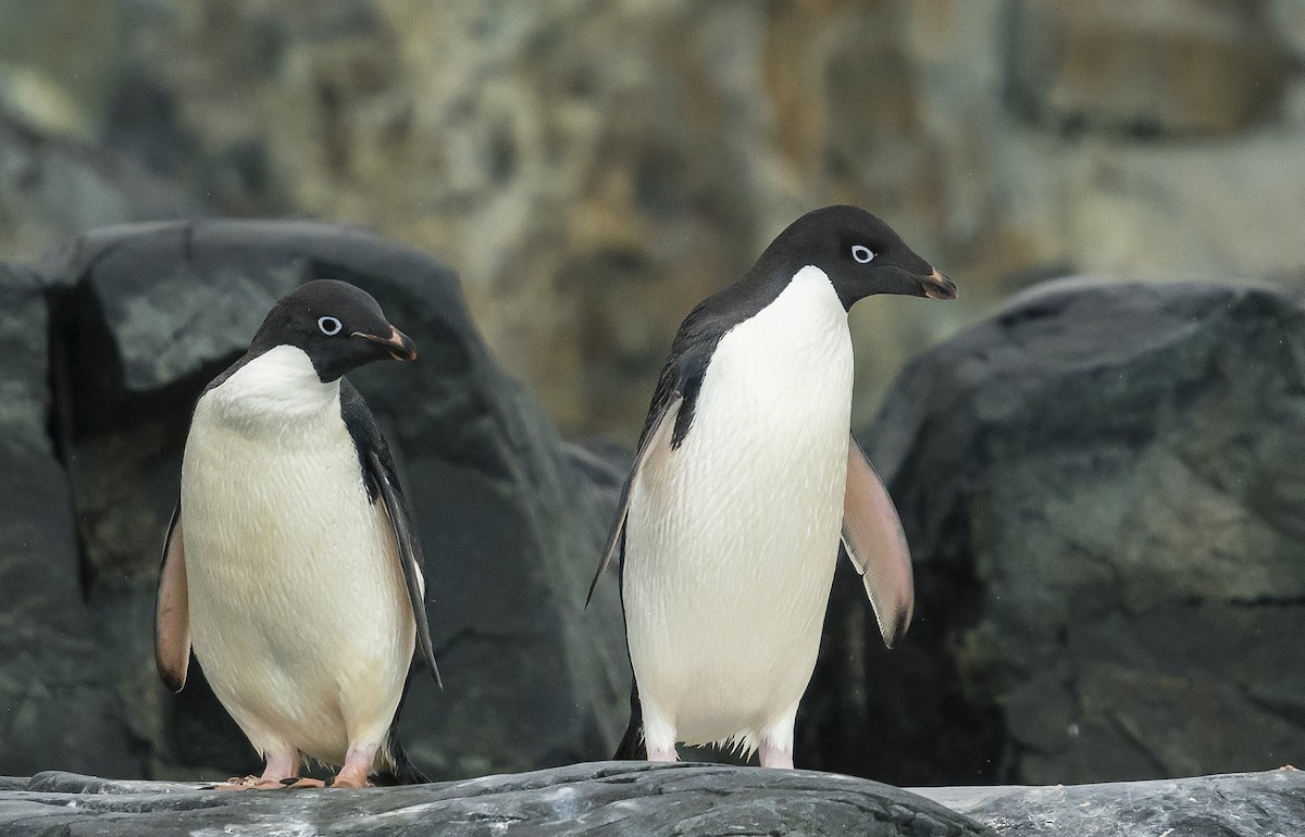 Adelie Penguin - ML141412331