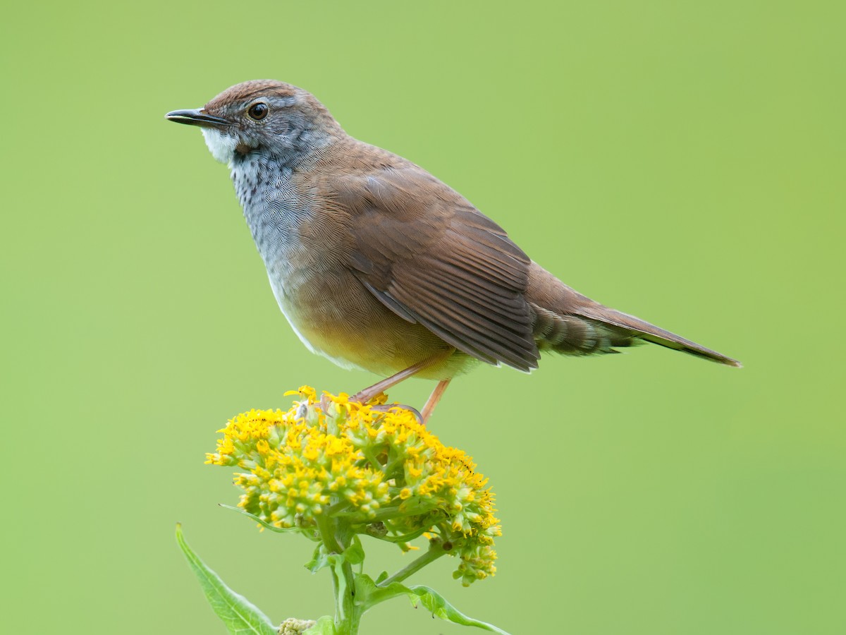 Spotted Bush Warbler - Craig Brelsford