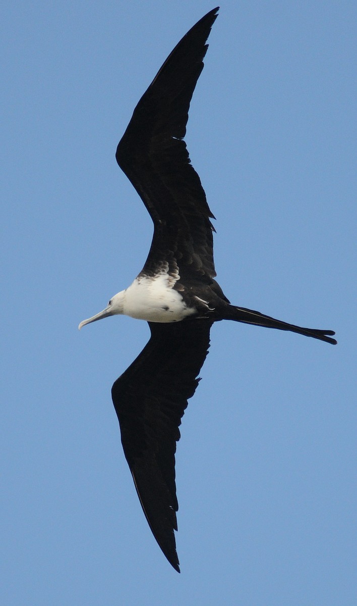 Magnificent Frigatebird - ML141412541