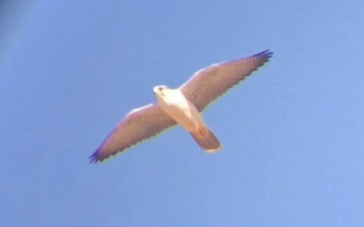 Lanner Falcon - Niall Keogh