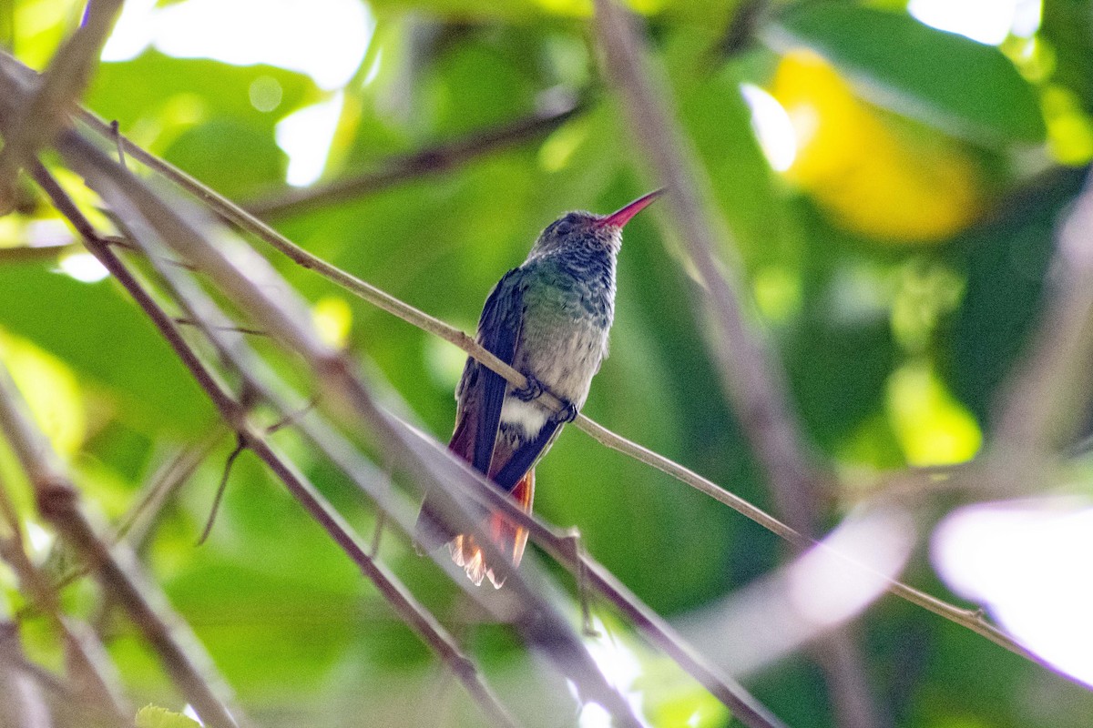 Rufous-tailed Hummingbird - ML141414551