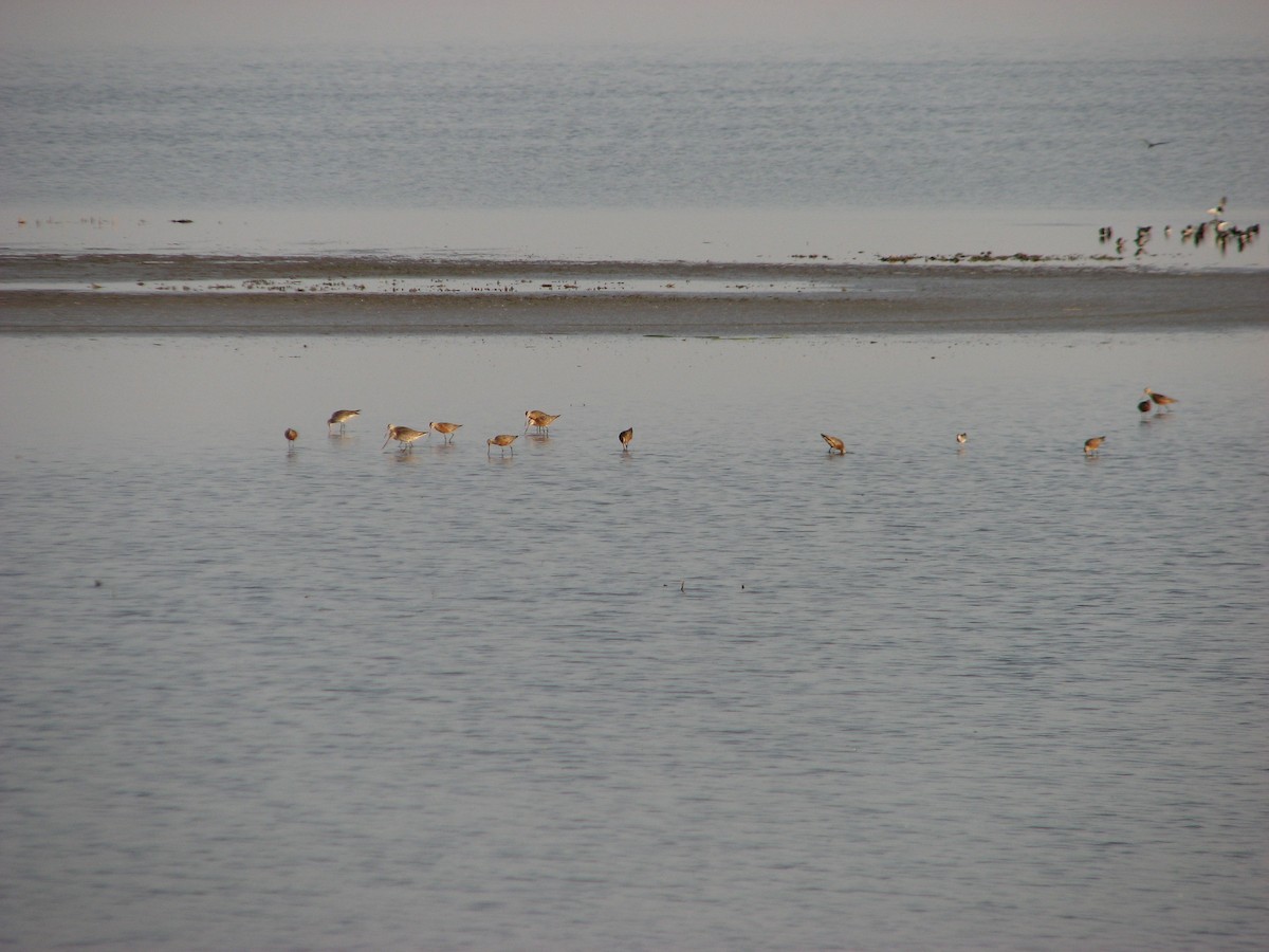 Hudsonian Godwit - ML141414561