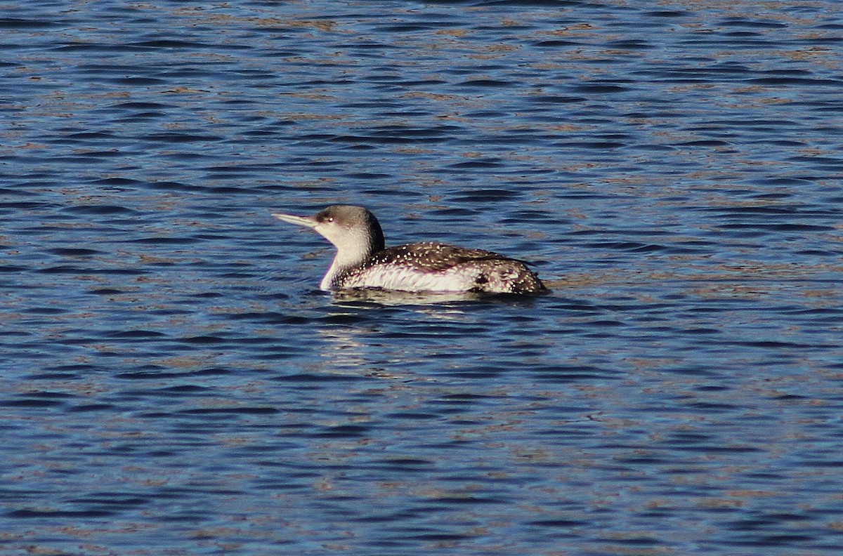 Red-throated Loon - ML141414661