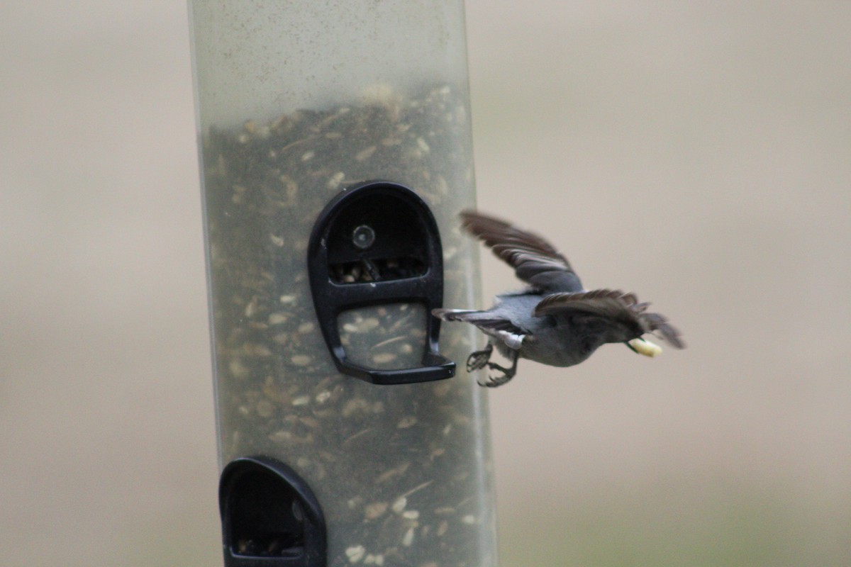 Brown-headed Nuthatch - ML141414971