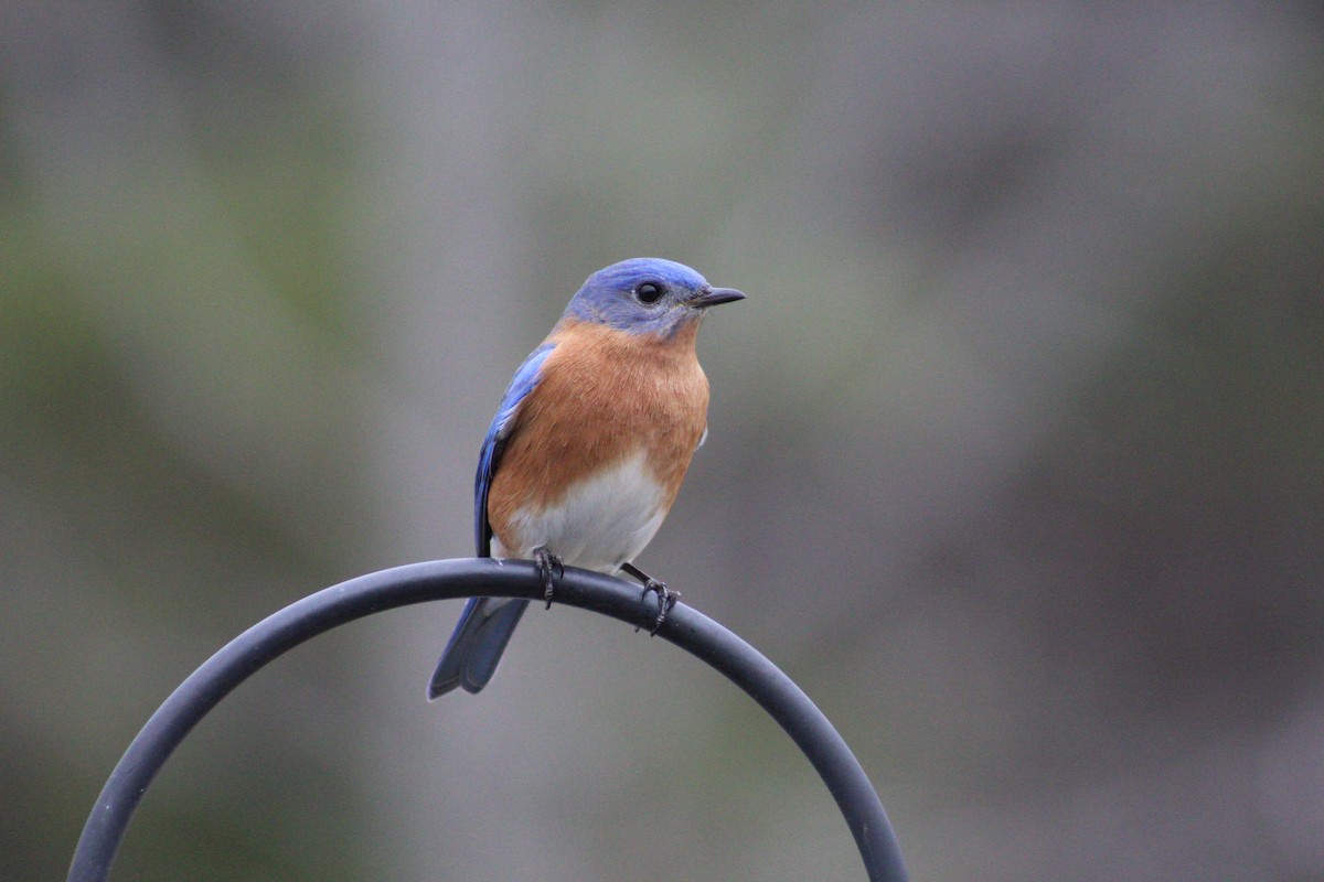 Eastern Bluebird - ML141415121