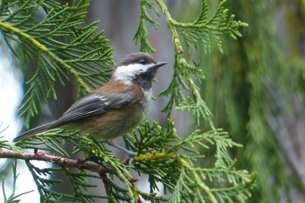 Mésange à dos marron - ML141415301