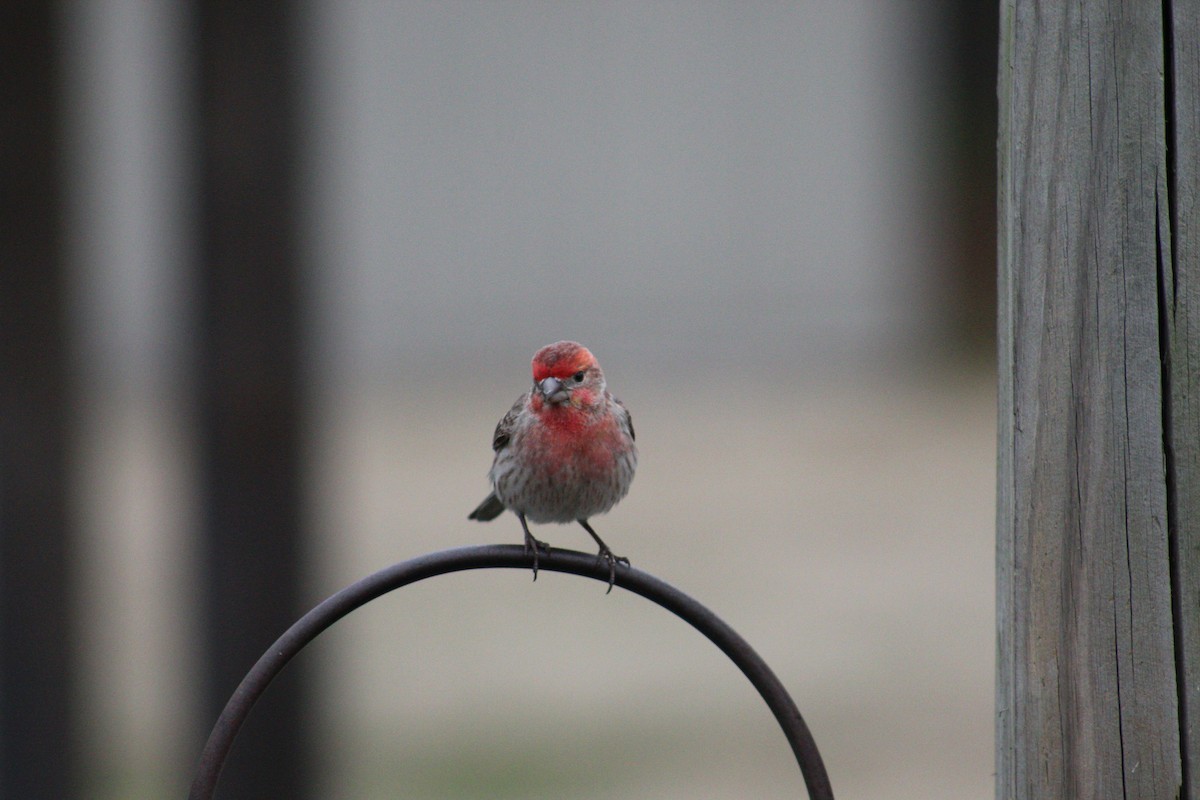 House Finch - ML141415791