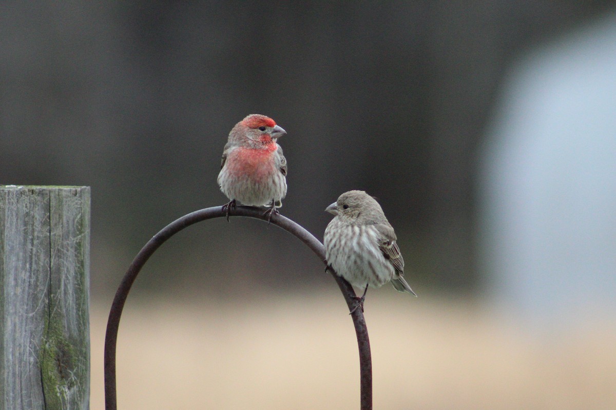 House Finch - ML141415811