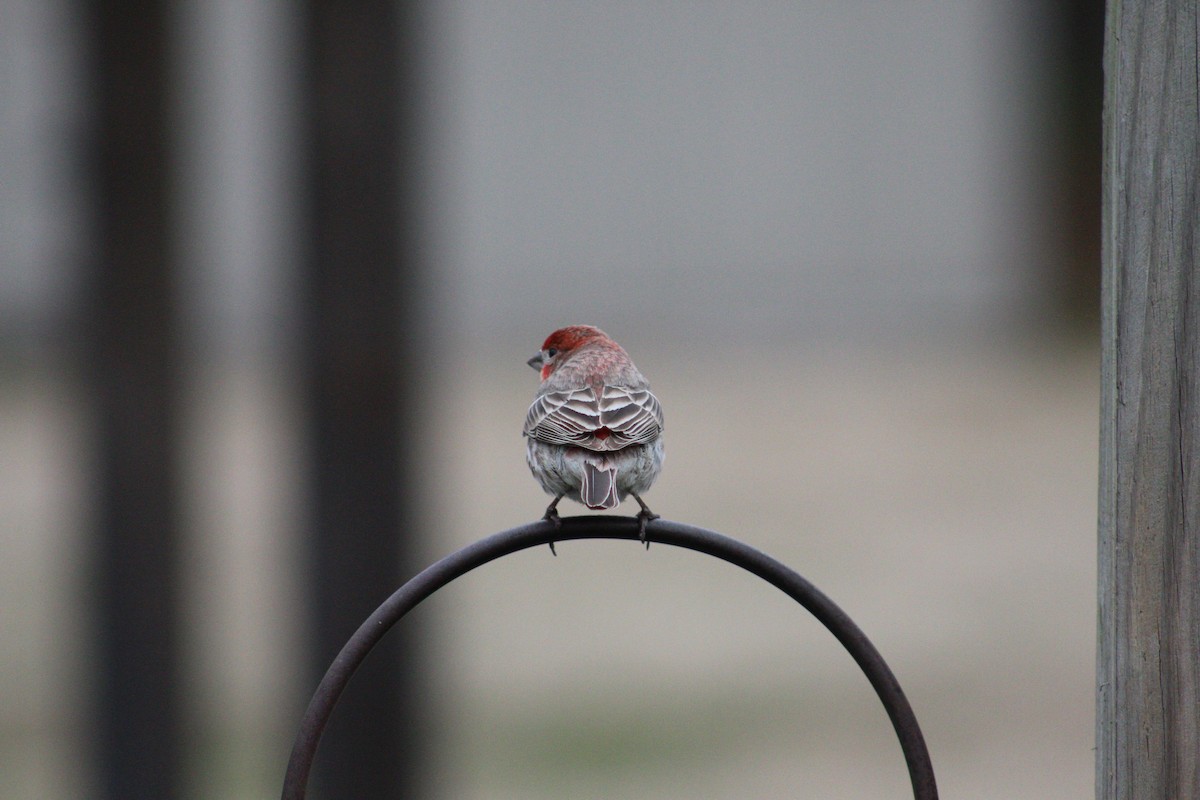 House Finch - ML141415831