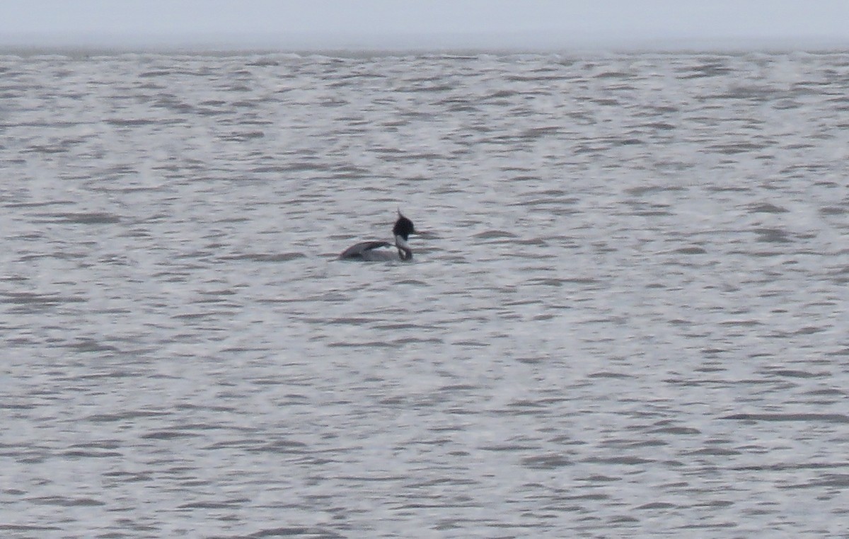 Red-breasted Merganser - Roxie Easter