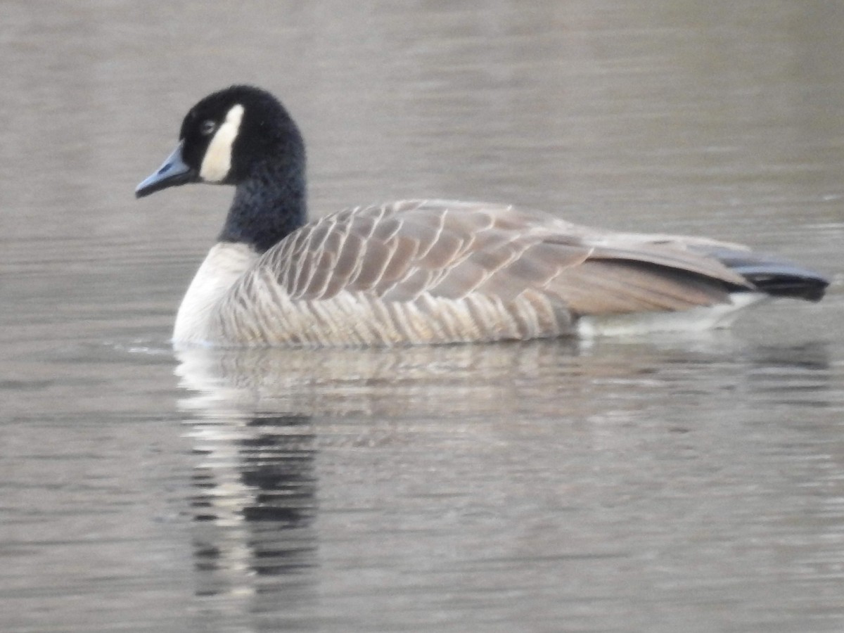 Kanadagans - ML141416301