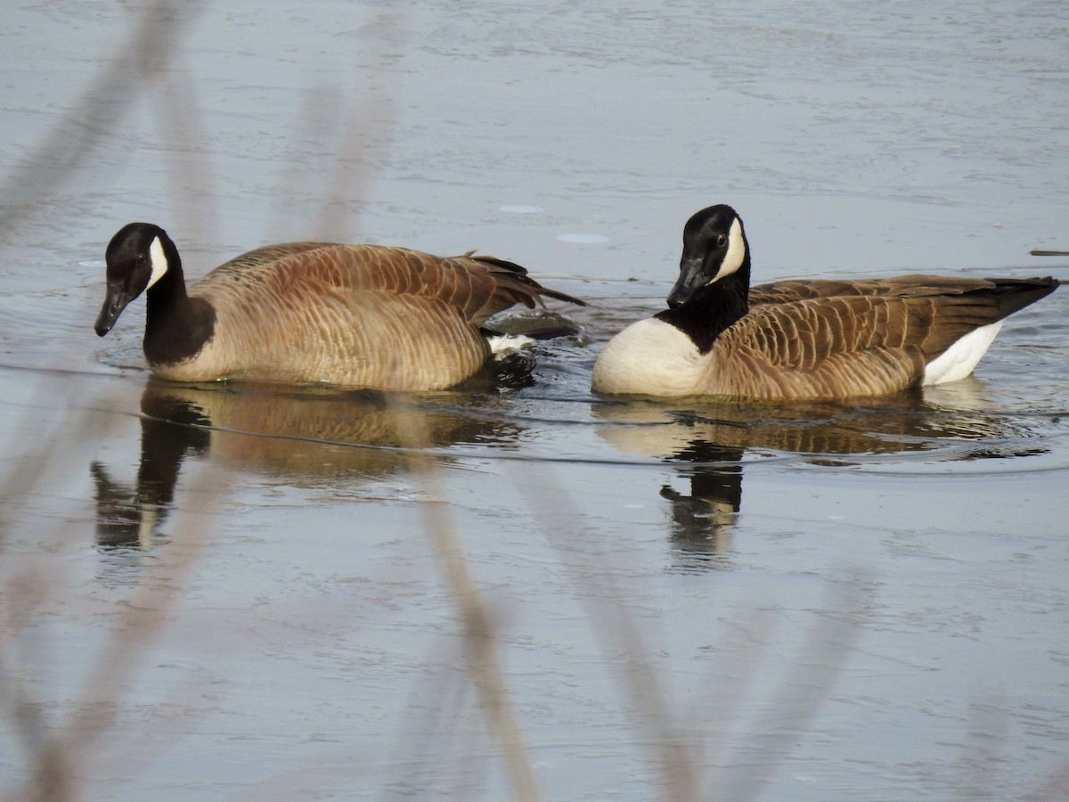 Kanadagans - ML141416321