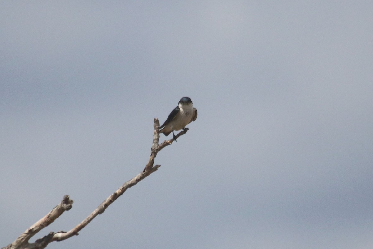 White-winged Swallow - ML141416741