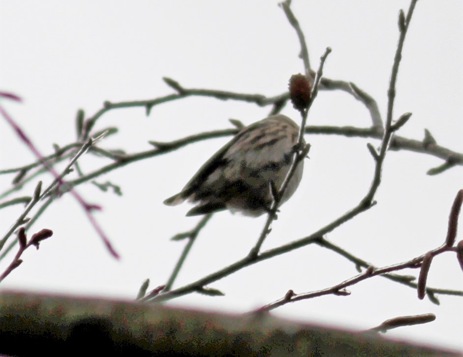 Redpoll (Common) - ML141416811