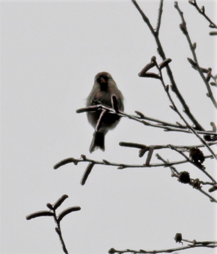 Redpoll (Common) - ML141416821