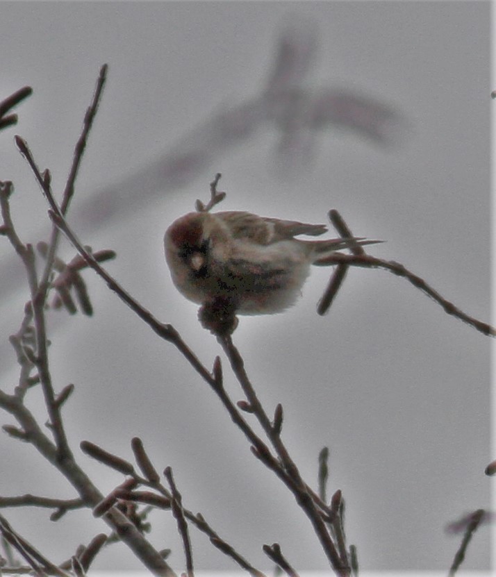 Redpoll (Common) - ML141416831
