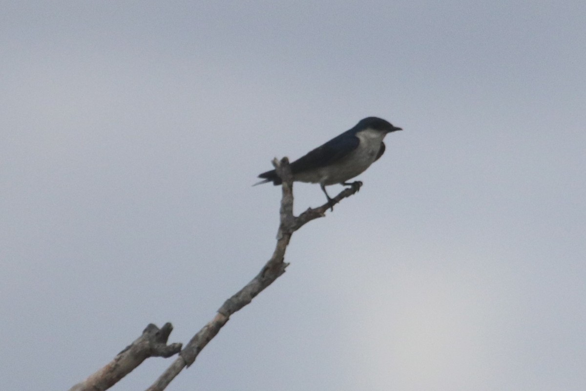 White-winged Swallow - ML141416841