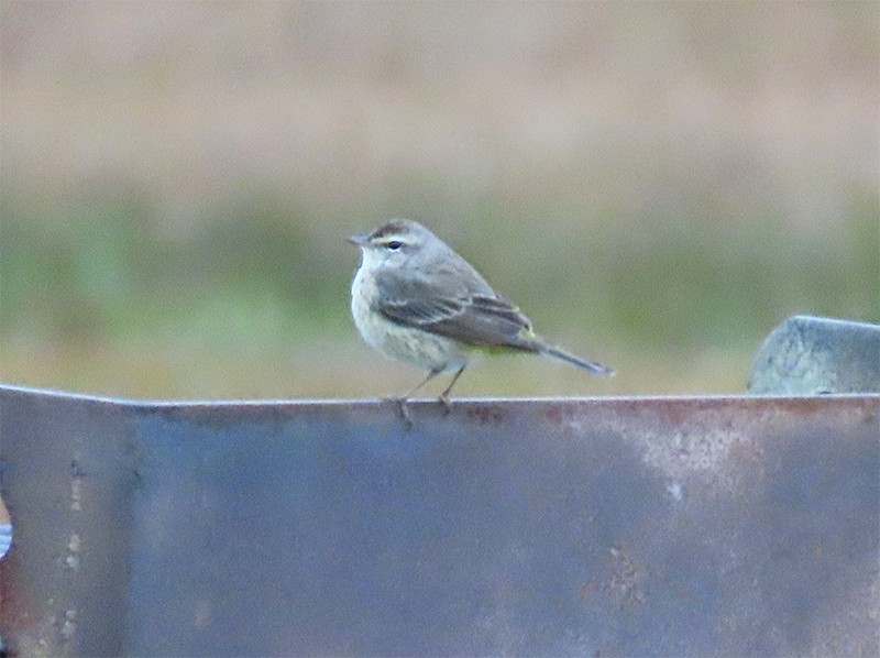 Palm Warbler - ML141416881