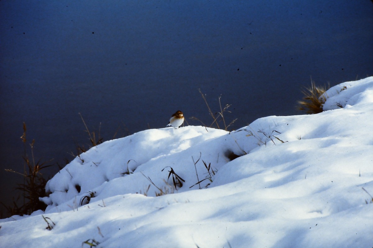 Snow Bunting - ML141417141