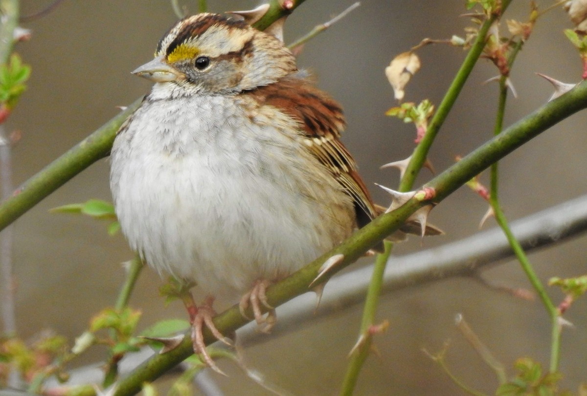 White-throated Sparrow - ML141417851