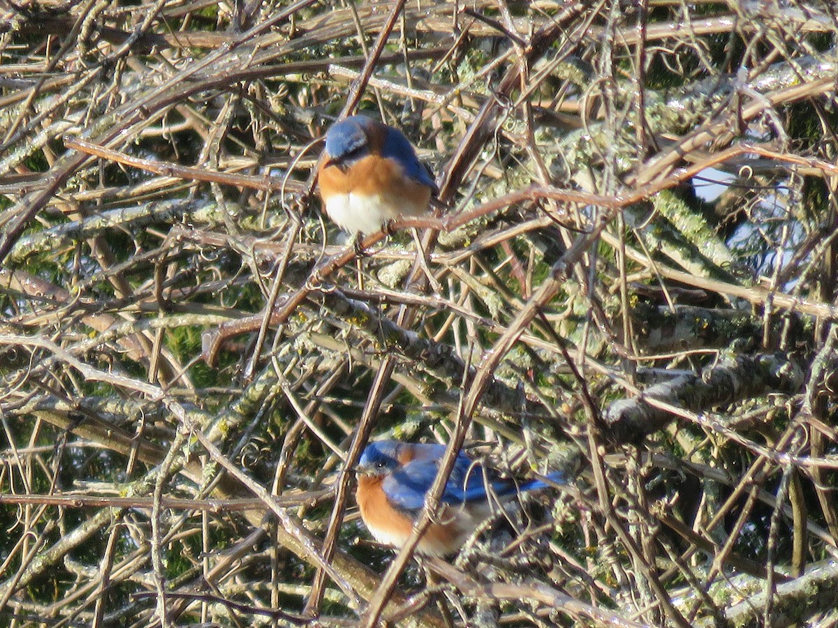 Eastern Bluebird - ML141419791