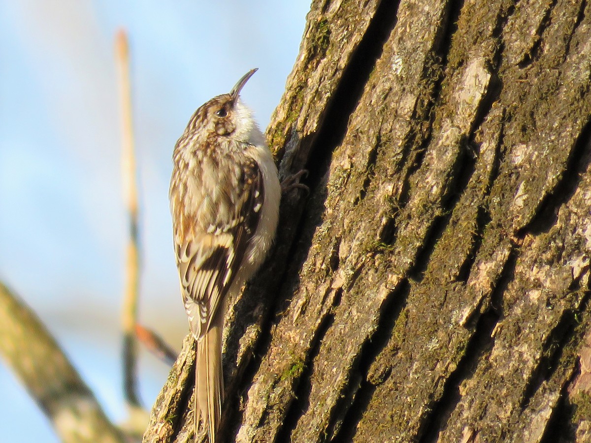 Brown Creeper - ML141419881