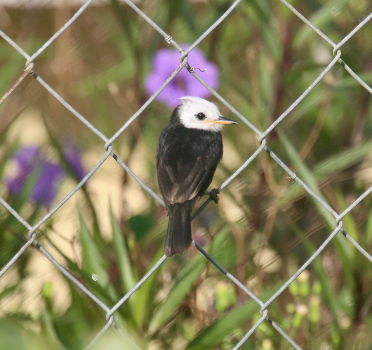 White-headed Marsh Tyrant - ML141419931