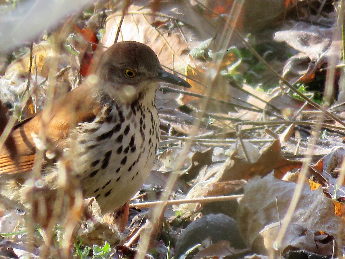 Brown Thrasher - ML141420101