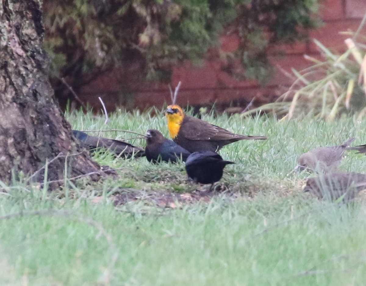 Yellow-headed Blackbird - ML141420111