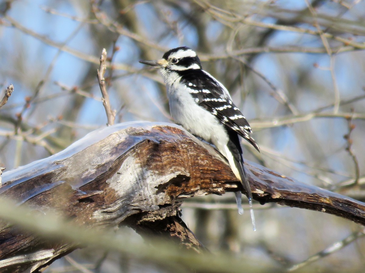 Hairy Woodpecker - ML141420411