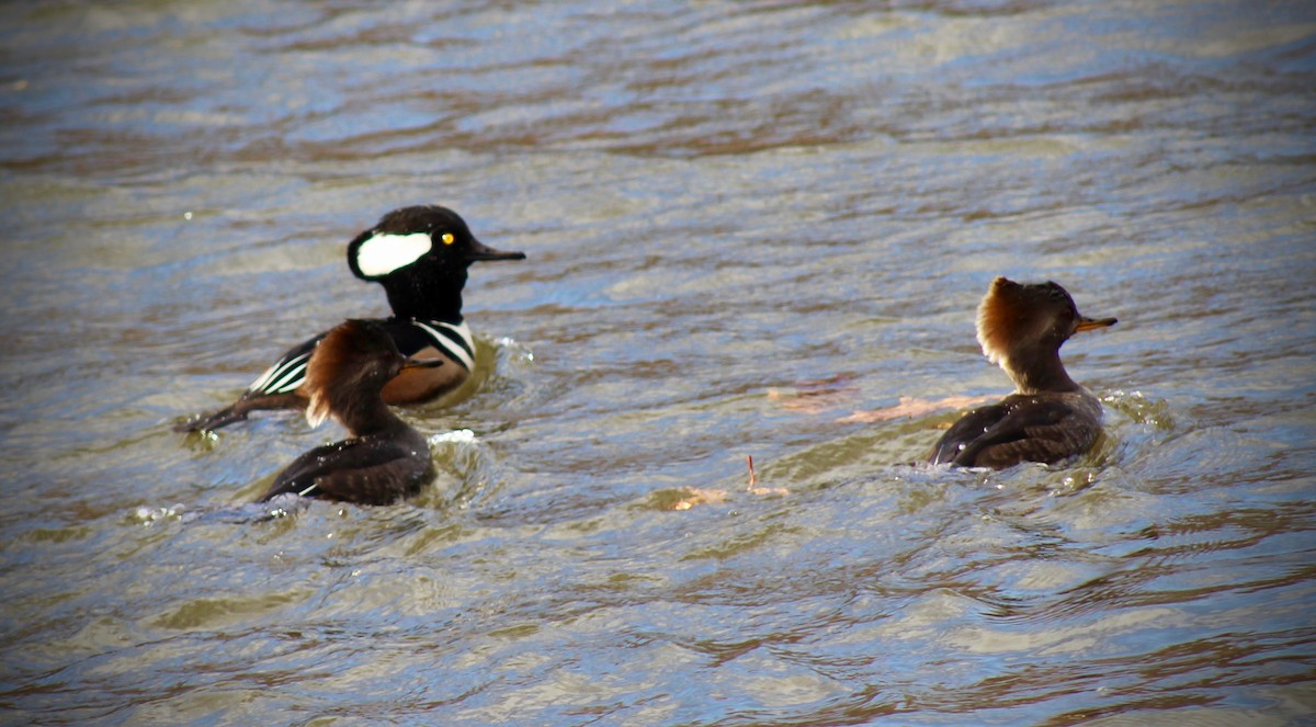 Hooded Merganser - ML141420441
