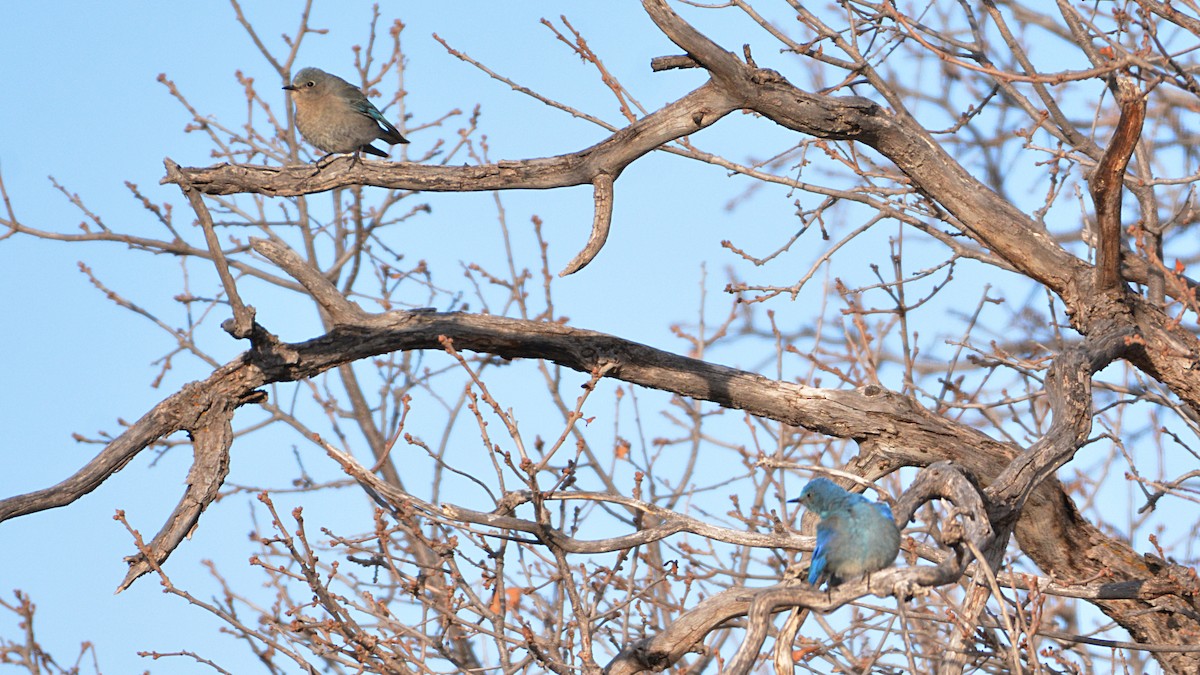 Mountain Bluebird - Carl Winstead