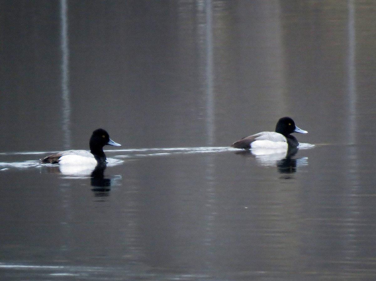 Greater Scaup - ML141420821