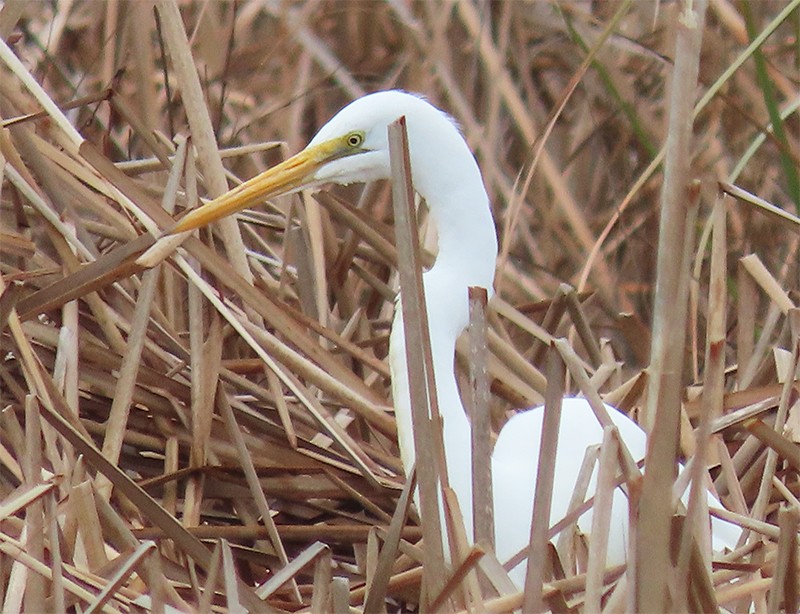 Great Egret - ML141420901